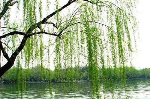 柳枝|这东西泡水就是“天然生根剂”,埋在盆里也管用,根系越养越粗壮