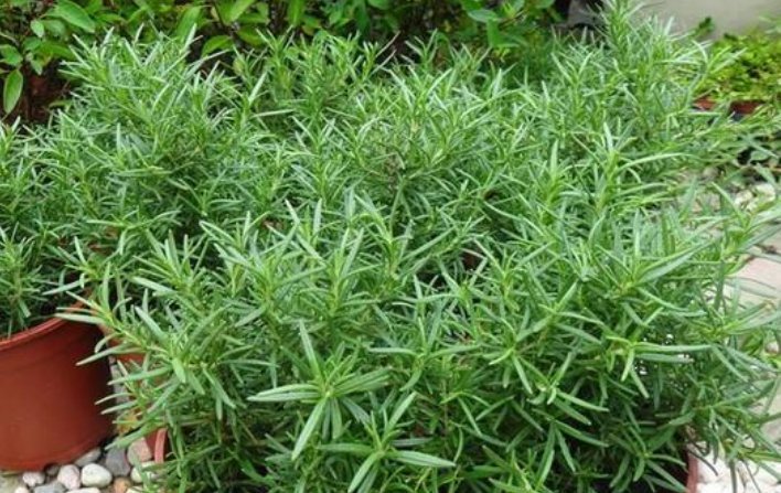 爆盆|3种花“开花勤快”,好养易爆盆,落地生根,常年开花“不停歇”