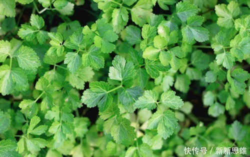 此物全身都是寶,特別是葉子,拿來泡水喝,助睡眠,清理血管毒素