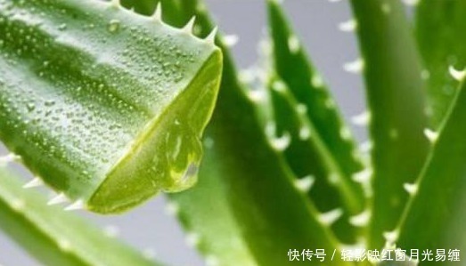 不小心将“芦荟”叶子掰断了,把它放在水里,结果这样了……