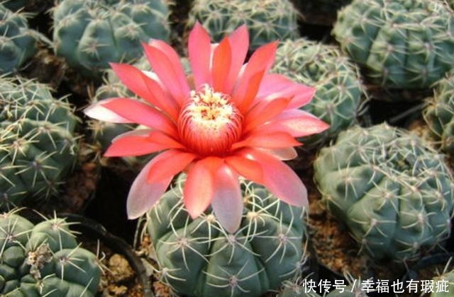 爆盆|养花就养盆好养的,不用操心就爆盆,适合新手来养护,漂亮极了