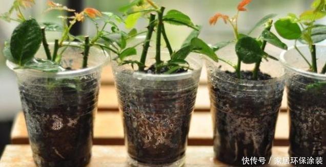 浸泡|“扦插”不生根给它放点“调料”，枝条泡一泡，3天冒出大白根