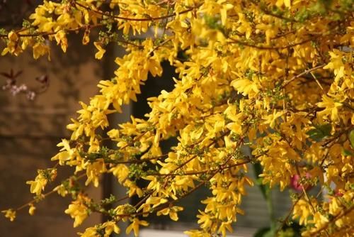 早春灿烂迷人的花树,路上开满一树的花你认得哪一种