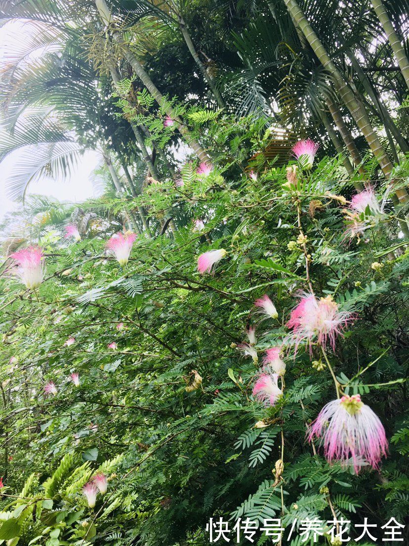 农村常见的野草，城里人当成了宝贝，花市卖得还挺贵