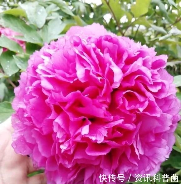 喜欢牡丹花,盆栽的牡丹能不能买?盆栽牡丹开花少,不建议买