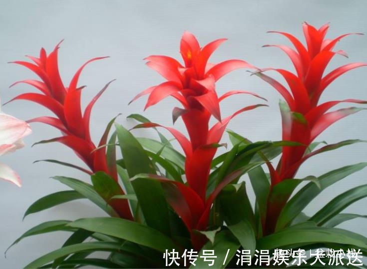 红掌|3种“喜庆花卉”,摆放在客厅,年味足观赏价值高,你在养吗