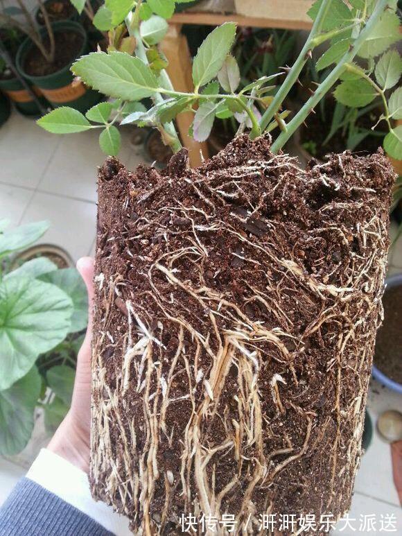 月季出现僵苗怎么办3个简单小方法,新芽花苞蹭蹭冒,开花99朵