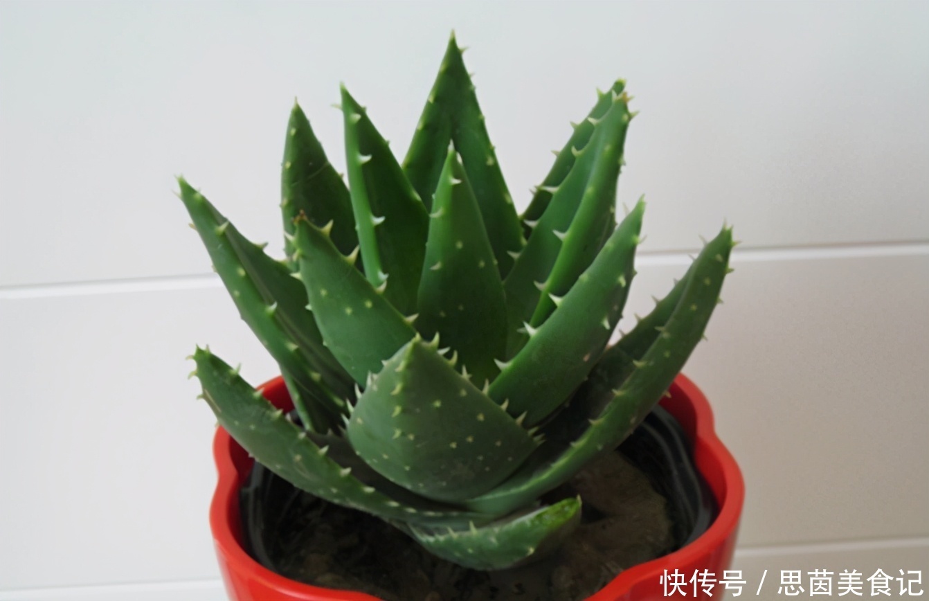 薄荷|这3款植物既能赏又能吃，盆栽养眼、养身！