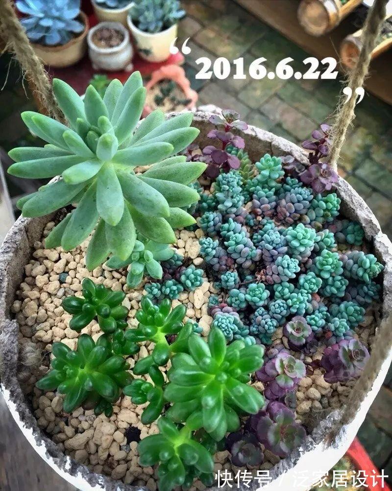 叶插|用葫芦种多肉,一养就是三年,邻居给钱都不卖