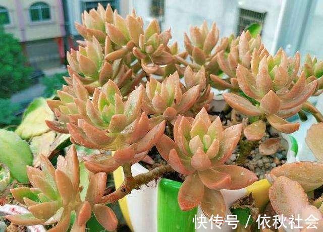 热不死的6种多肉,夏天暴晒也没事,越热越好看