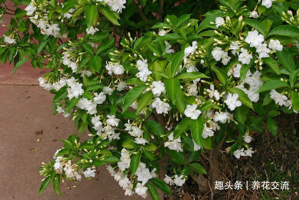 栀子花|花叶和栀子花相似的狗牙花,香味像茉莉花,好养又容易开花
