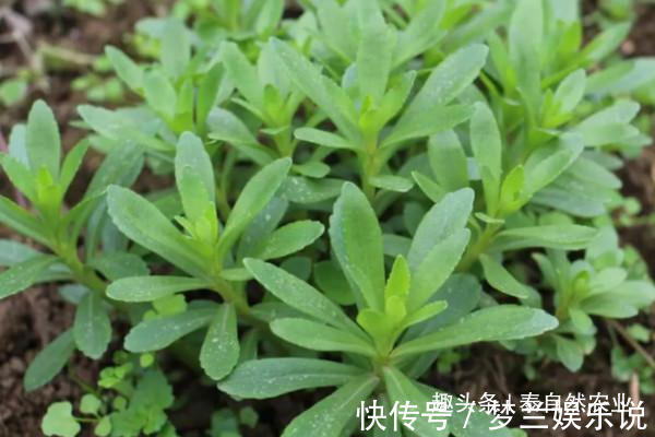 播种|救心菜的作用有很多,口感也很好,家里有空地就能种