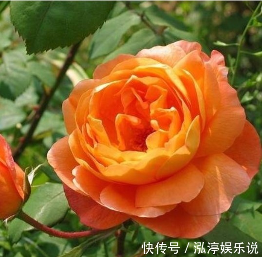 月季|喜欢菊花，不如养盆“玫瑰精品”失忆，初恋的感觉，让人忘不了