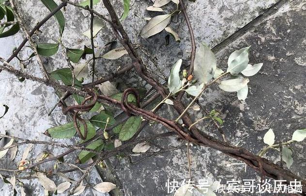 桑寄生|此植物获得桑树之精气而生，善滋肝肾、强筋骨、祛风湿，滋养血脉