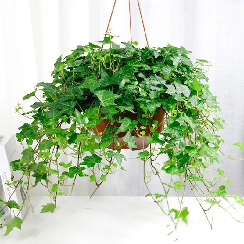 长寿|要想身体健康长寿,家庭必备的几种植物!