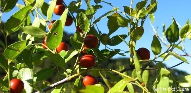 失眠|乡下这种小野果,特别功效能治失眠,果仁很珍贵药店1千克30元