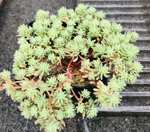 多肉狠心剃个头，呼呼长满小肉芽，20天就爆盆