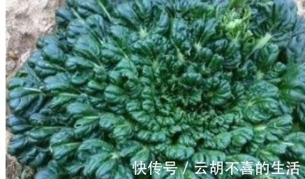 紫甘蓝|人到中年,不妨多吃四种食物,健胃消食,增强食欲,爱吃就赚到