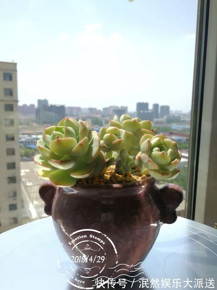 蚧壳虫|为肉痴狂!多肉植物也会用最美的容颜报答我们的勤劳付出!