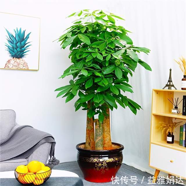 客厅|6种植物摆放在客厅,不仅好看、寓意好,还可以“鼓舞”人心