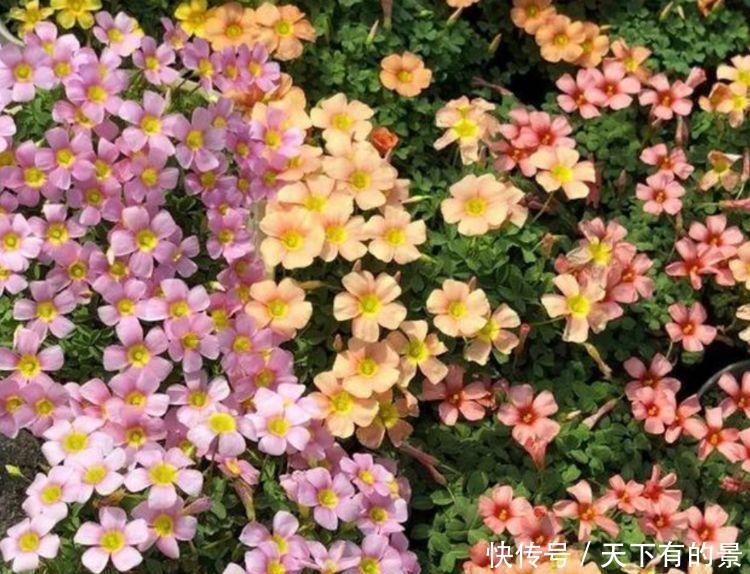 4种花自带财运,好养易活不招虫,简单易成活,纯洁美