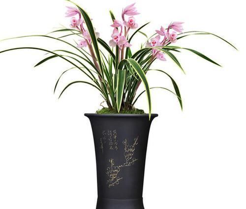 浇灌|可以用酒浇灌的兰花,花香带酒香,兰种十分稀有,比牡丹还受欢迎