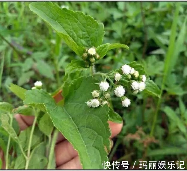 藿香蓟|止痛,止血,排石的功用,主治上呼吸道感染,扁桃体炎,咽喉炎