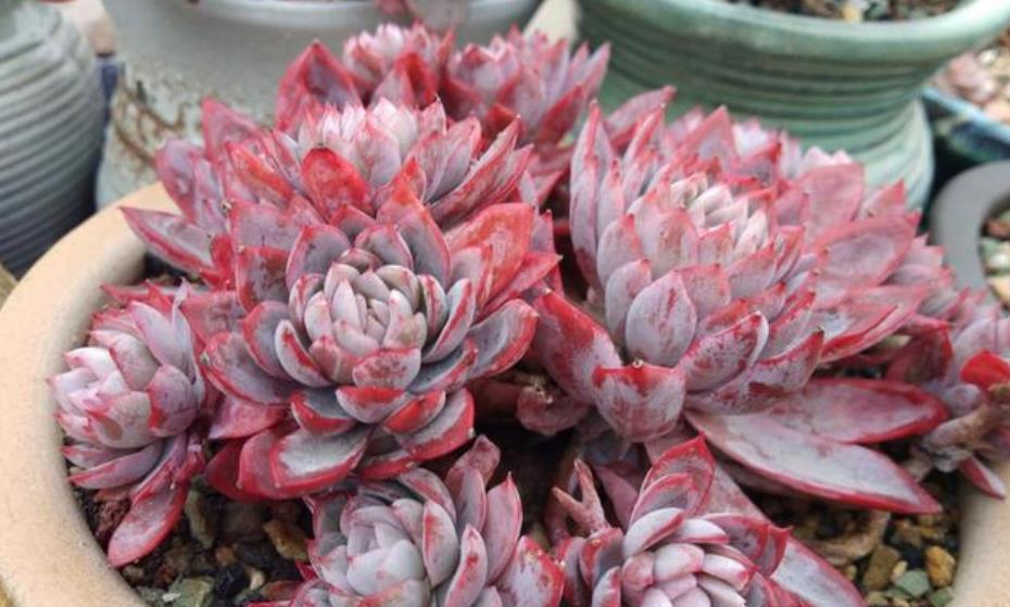 十月养多肉紫罗兰女王,注意4个要点,憋出一圈侧芽,仙气十足