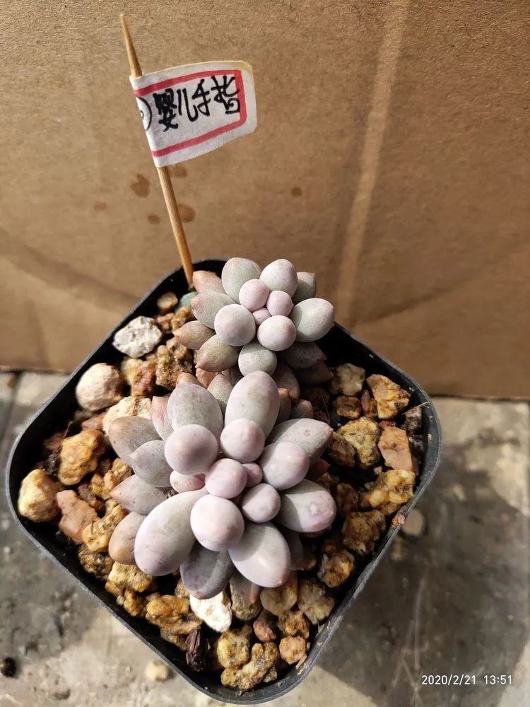 养肉多年的新手我相信它们一定可以变得更美丽！