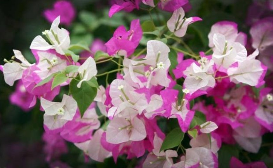 “绿叶双色”三角梅,开花只有一种色教你“2招”,开出多色花