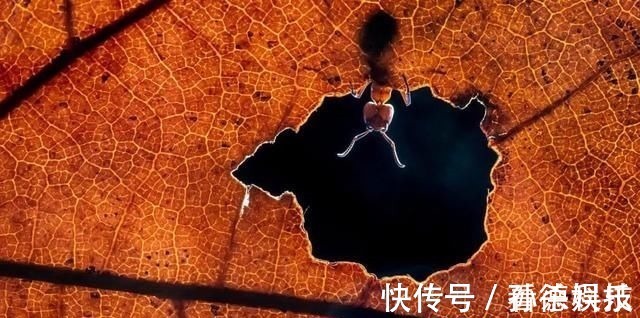 诗词!21首蚂蚁诗词如山枯树叶,阻我不能前。奋起千钧力,咬出一片天