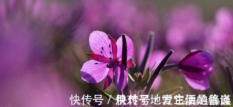 唯美!范成大最经典的一首六言绝句,同样也被低估了,通篇美得令人心醉