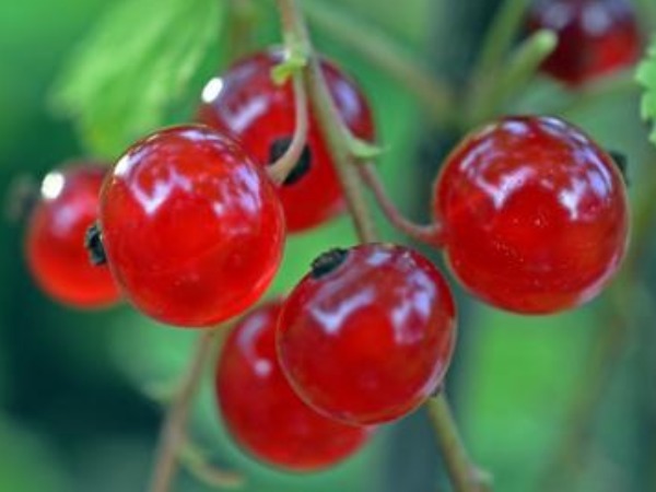 黄栀子|血液中垃圾毒素太多常吃4种食物，补充气血，美白淡斑，还抗衰老