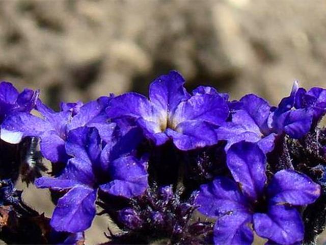 和香水一样香的草，紫色花朵超迷人，阳台种一盆，又香又美