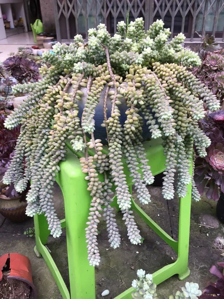 养多肉会上瘾，3年养了500多盆，既美化了环境又愉悦了心境！