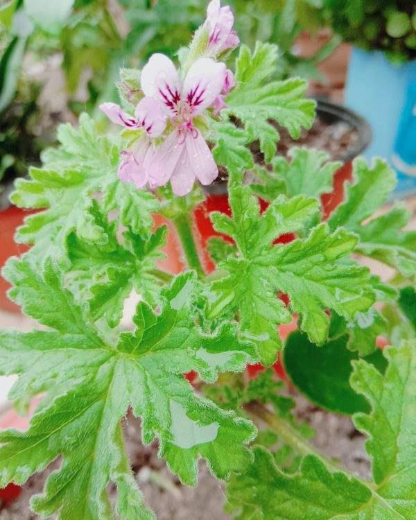 花友们|夏天室外养花，蚊子太多了，种点驱蚊草试试