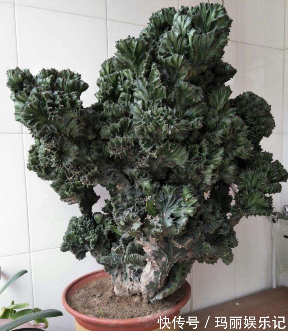 盆栽|别人嫌丑的“玉麒麟”,养家里却镇宅,养10年成“传家宝”