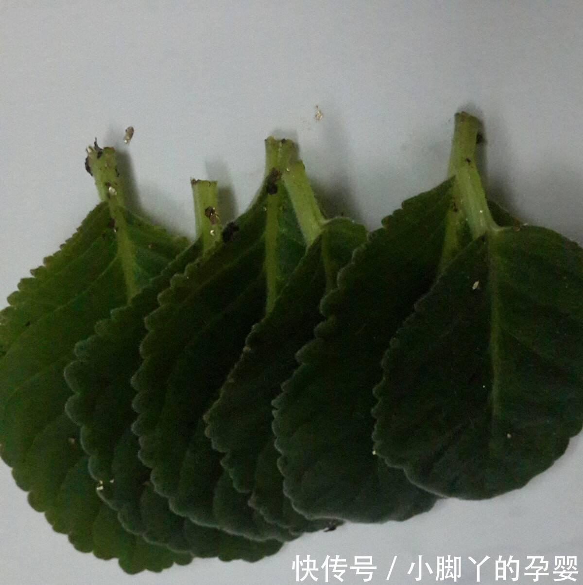 4种花,漂亮皮实又好养,用一片叶子也能扦插繁殖,绝了