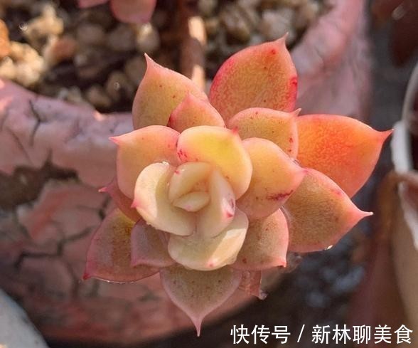叶片|这颗丝绸面纱的叶片，不但通透，且有蜡质感，养护中5点做好