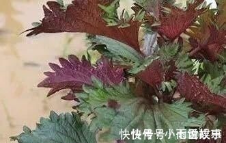 紫苏|这种叶子夏天到处是,泡茶喝散寒解毒、降压降脂阳台就能种
