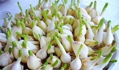 黄豆|4种蔬菜发芽后，不仅没毒，营养还翻倍，可以放心吃