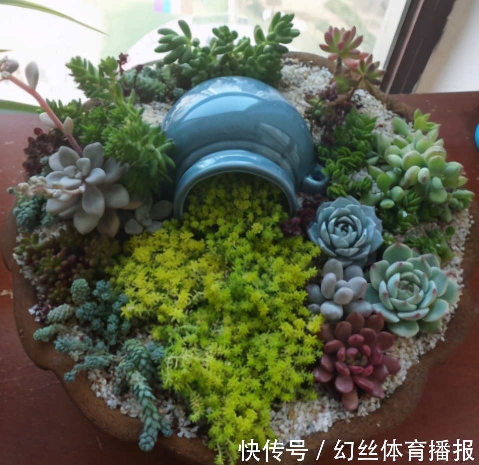 养花|无论你多喜欢养花,都不要碰“3种花”,这都是养花高手被坑过的