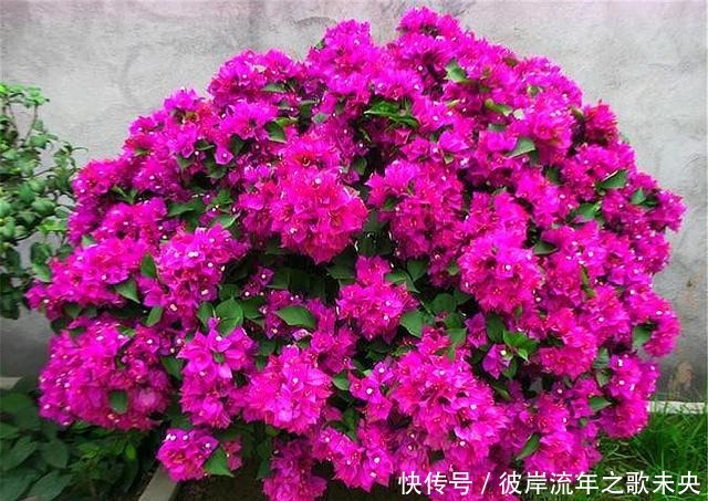 花芽|想让三角梅爆炸式开花,春天给足“3种料”,开花一茬接一茬