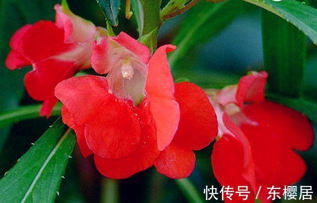 花型|从8月26日开始，家养此款花卉，养在家里，花型美丽