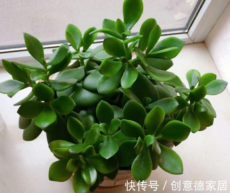 叶片|玉树枝叶疯长,杂乱没精神该怎么办?从这4方面入手改造就够了