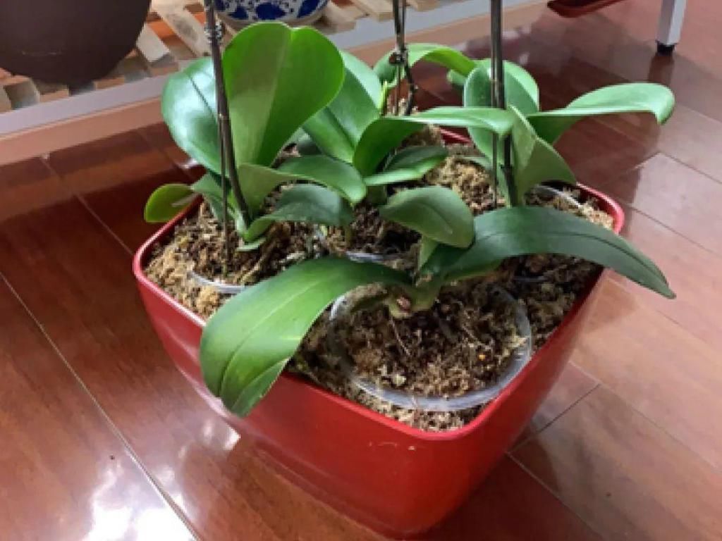 最小的盆，养最牛的花，还能开爆盆，真牛！