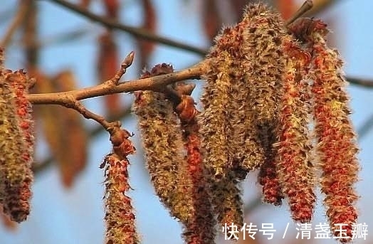 花序|自然界中有些植物的“花序”为什么不尽相同，其中有什么秘密？