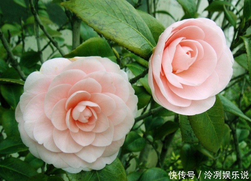 超美|2款适合新手种植的花,一养就爆盆,花大色艳,四季都开花,超美