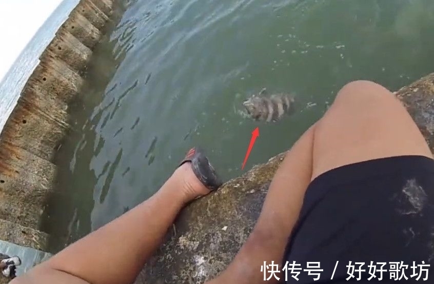 鱼类|男子钓鱼遇“不明怪鱼”，身上满是黑白条纹，细看后眼前一亮！