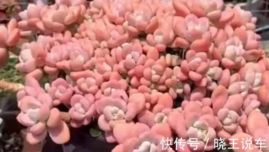喜欢多肉洛神,天冷后这样养,出状态粉红粉红的,真美